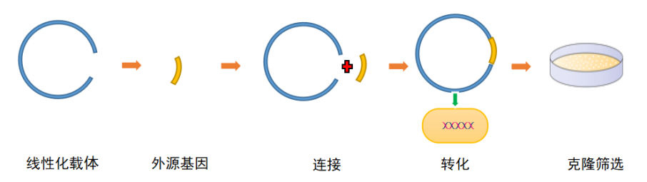 分子克隆与质粒载体构建