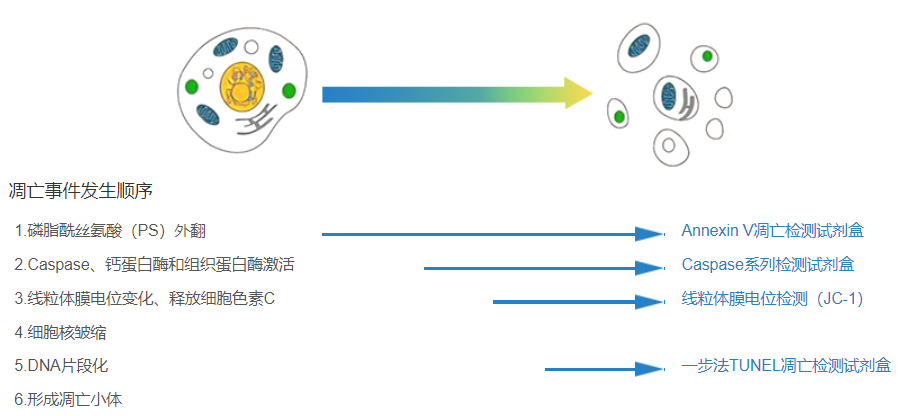 细胞凋亡检测