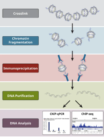 染色质免疫沉淀