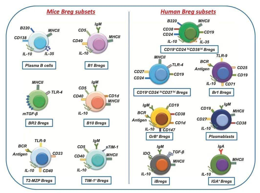 免疫细胞亚型鉴定分选